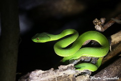 Trimeresurus popeiorum
