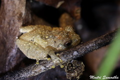 Raorchestes parvulus