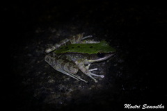 Odorrana chloronota