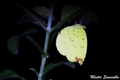 Eurema blanda