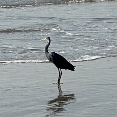 Egretta gularis