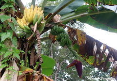 Musa