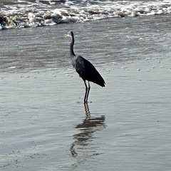 Egretta gularis