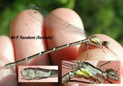 Chromagrion conditum