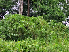 Solanum crinitum