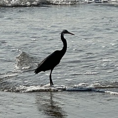 Egretta gularis
