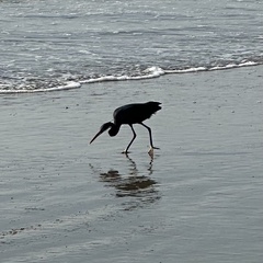 Egretta gularis