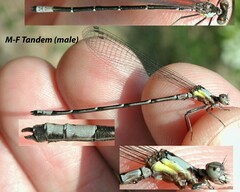 Chromagrion conditum