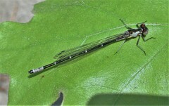 Chromagrion conditum