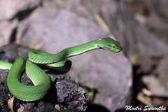 Trimeresurus macrops