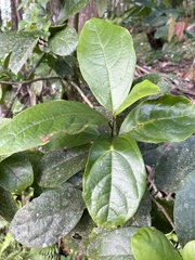 Cordia borinquensis