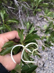 Exostema