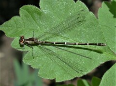 Chromagrion conditum