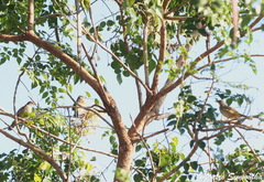 Pycnonotus conradi