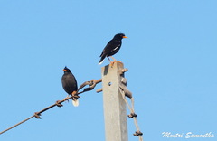 Acridotheres grandis