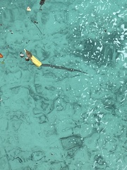 Fistularia commersonii