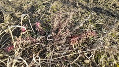 Ajuga chamaepitys