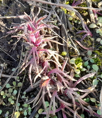 Ajuga chamaepitys