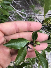 Exostema