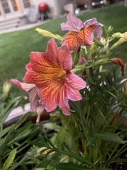 Salpiglossis