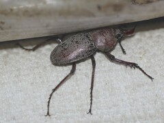 Cacostomus squamosus