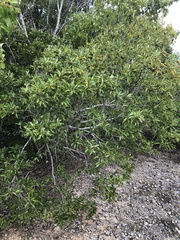 Exostema