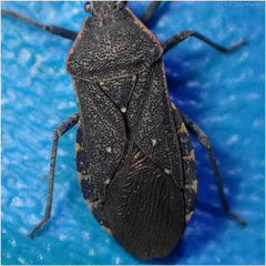 Catorhintha apicalis