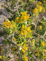 Anthyllis hermanniae