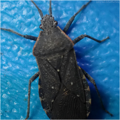 Catorhintha apicalis