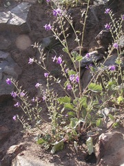 Phacelia parryi