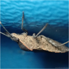 Catorhintha apicalis