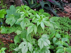 Astraea surinamensis