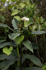 Costus asplundii