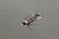 Porphyrosela minuta