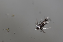 Porphyrosela minuta