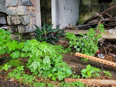 Astraea surinamensis