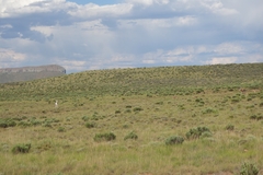 Damaliscus pygargus pygargus