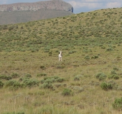 Damaliscus pygargus pygargus