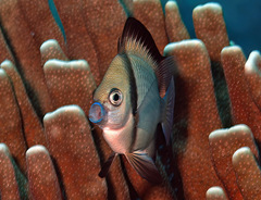 Dascyllus reticulatus