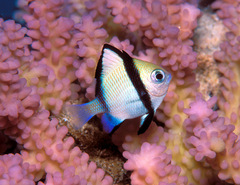 Dascyllus reticulatus