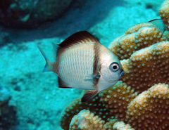 Dascyllus reticulatus