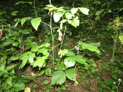 Rubus × idaeoides