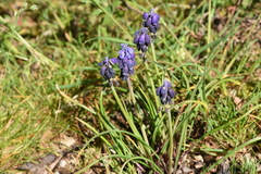 Muscari neglectum
