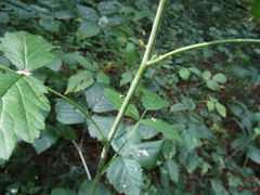 Rubus × idaeoides