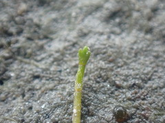 Crassula sinclairii