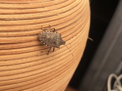 Halyomorpha halys