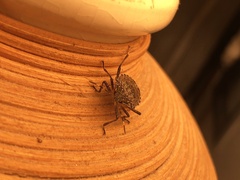 Halyomorpha halys