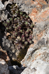 Sedum hispanicum