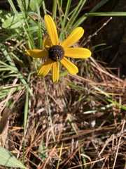 Rudbeckia hirta