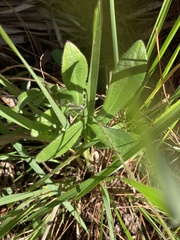 Rudbeckia hirta